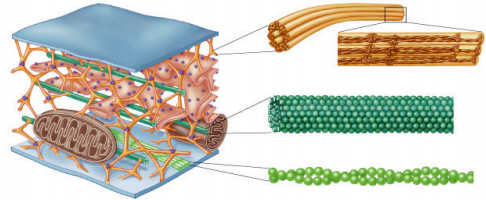 1006_Cytoskeletal components1.png