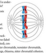 1070_alleles.png