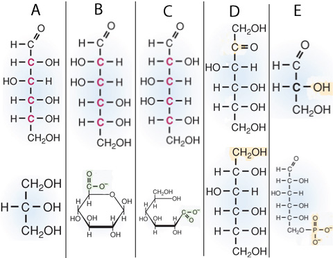 1129_Who has ingested a high carbohydrate meal.png