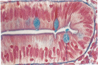 1760_Cytoskeletal components2.png