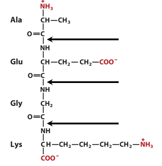 2094_bond linking amino acids.jpg