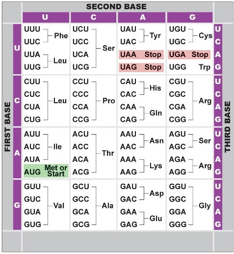 2487_A Case Study on the Genetic Code.png
