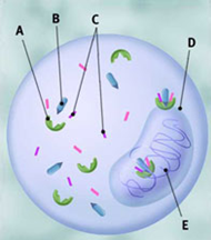 61_Hormones Play in Breast Cancer Treatment.png