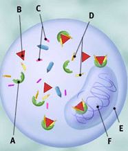 82_Hormones Play in Breast Cancer Treatment1.png